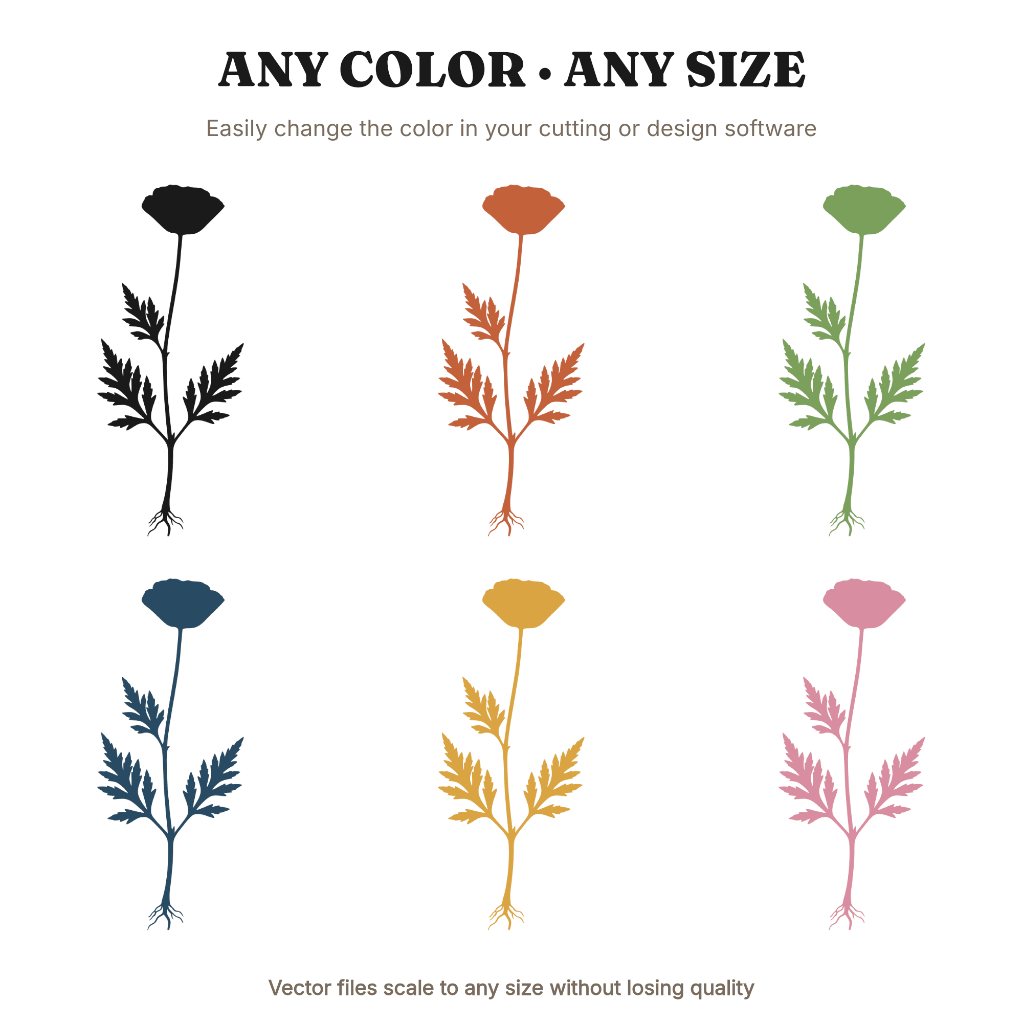 Botanical Poppy Herbarium SVG PNG Memorial Day Specimen Cut File Vintage Flower Stem Roots Leaves — view 2
