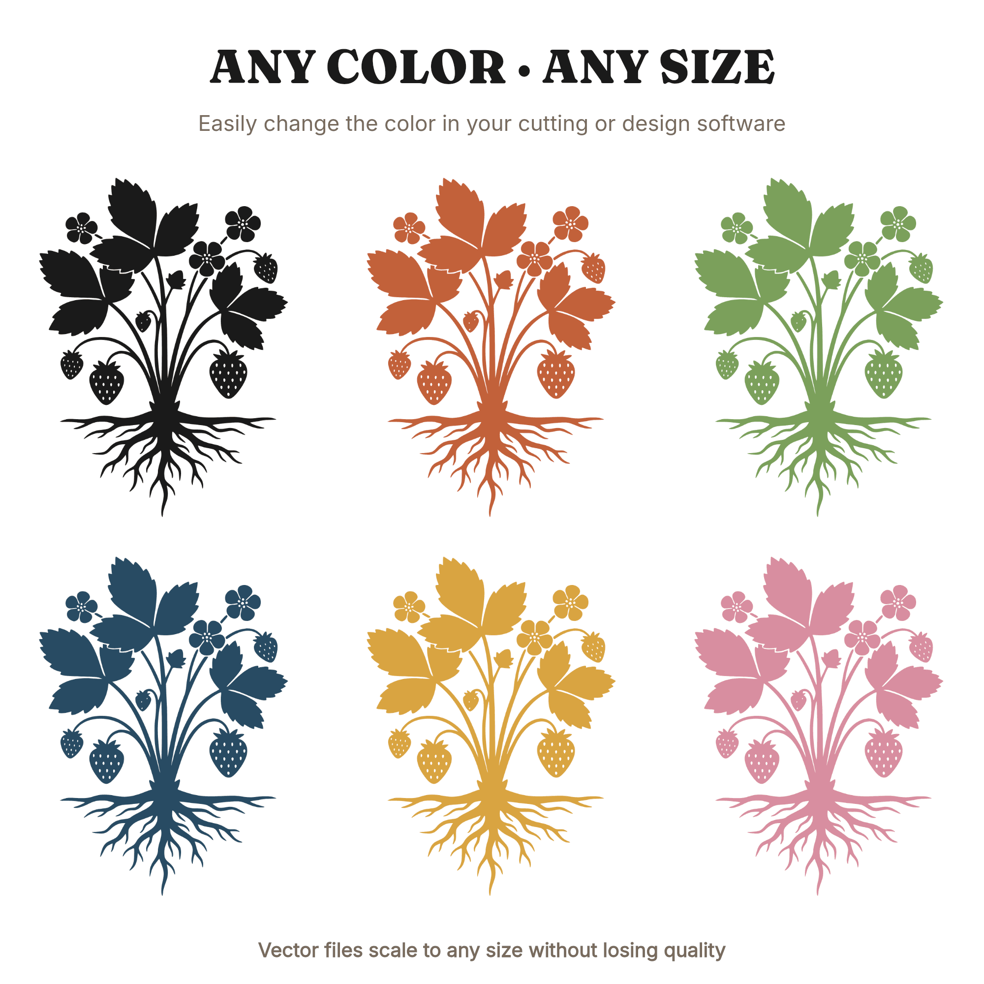 Botanical Strawberry Plant Lifecycle Chart SVG PNG Cut File Scientific Illustration Herbarium — view 2