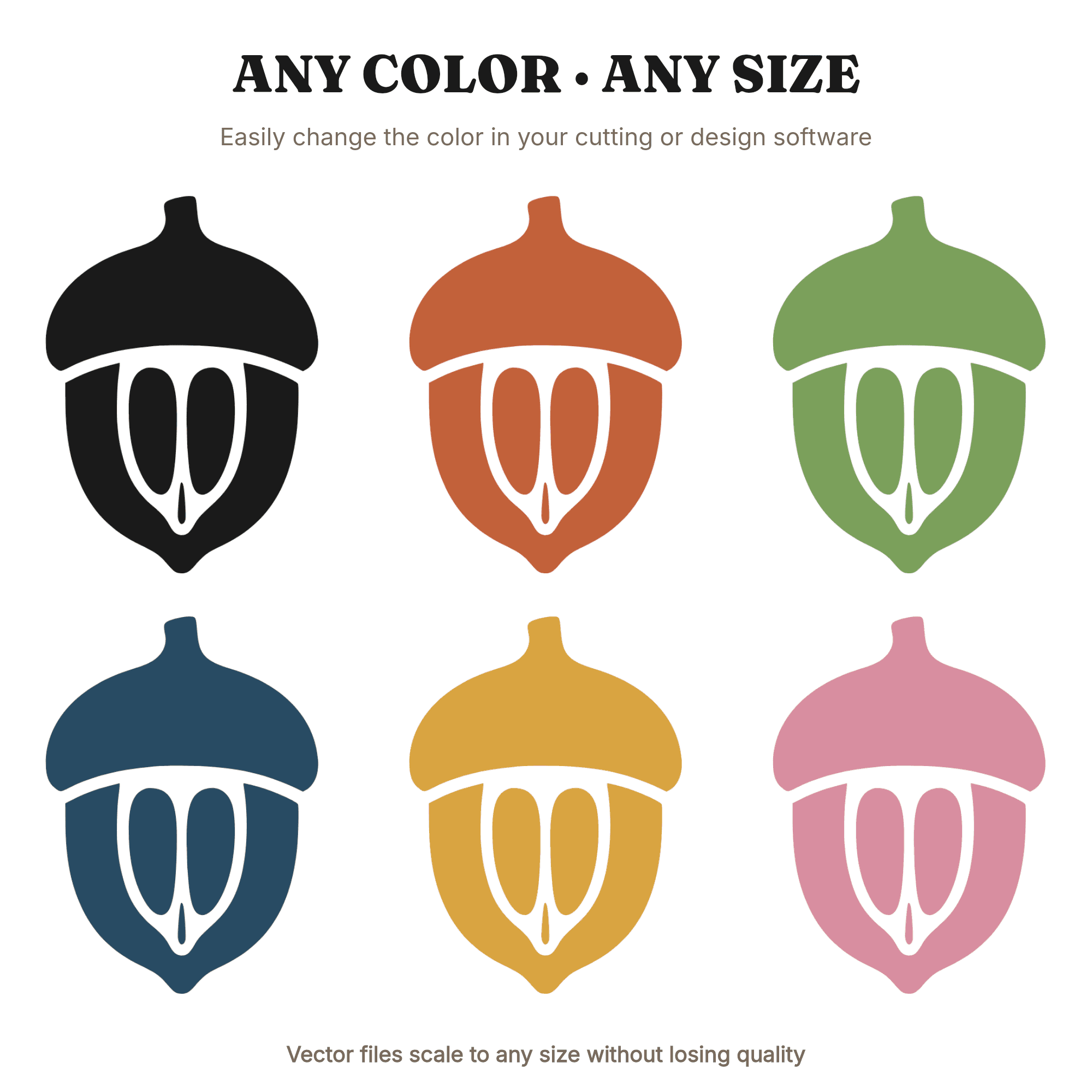 Autumn Acorn Cross Section SVG PNG, Botanical Specimen Illustration, Fall Nature Cut File, view 2