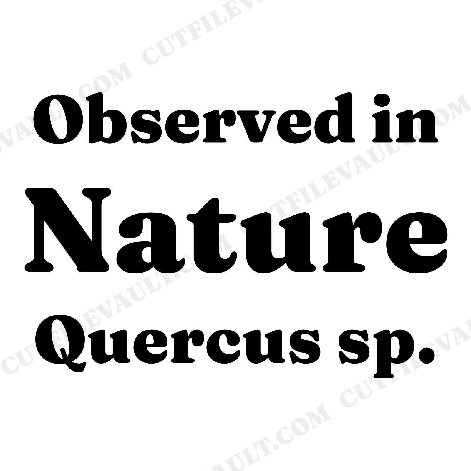 Back to School Oak Leaf SVG PNG, Vintage Botanical Science Teacher Gift, Herbarium Specimen Cut File, view 1