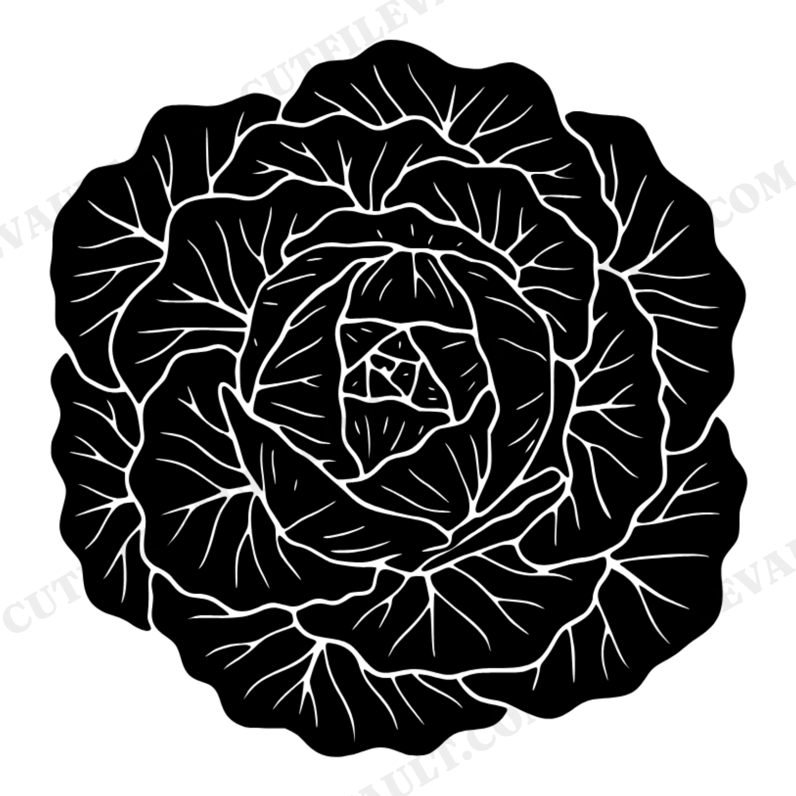 Irish Cabbage Overhead Spiral SVG PNG, Botanical Silhouette Cut File, St Patrick's Day Kitchen, view 1