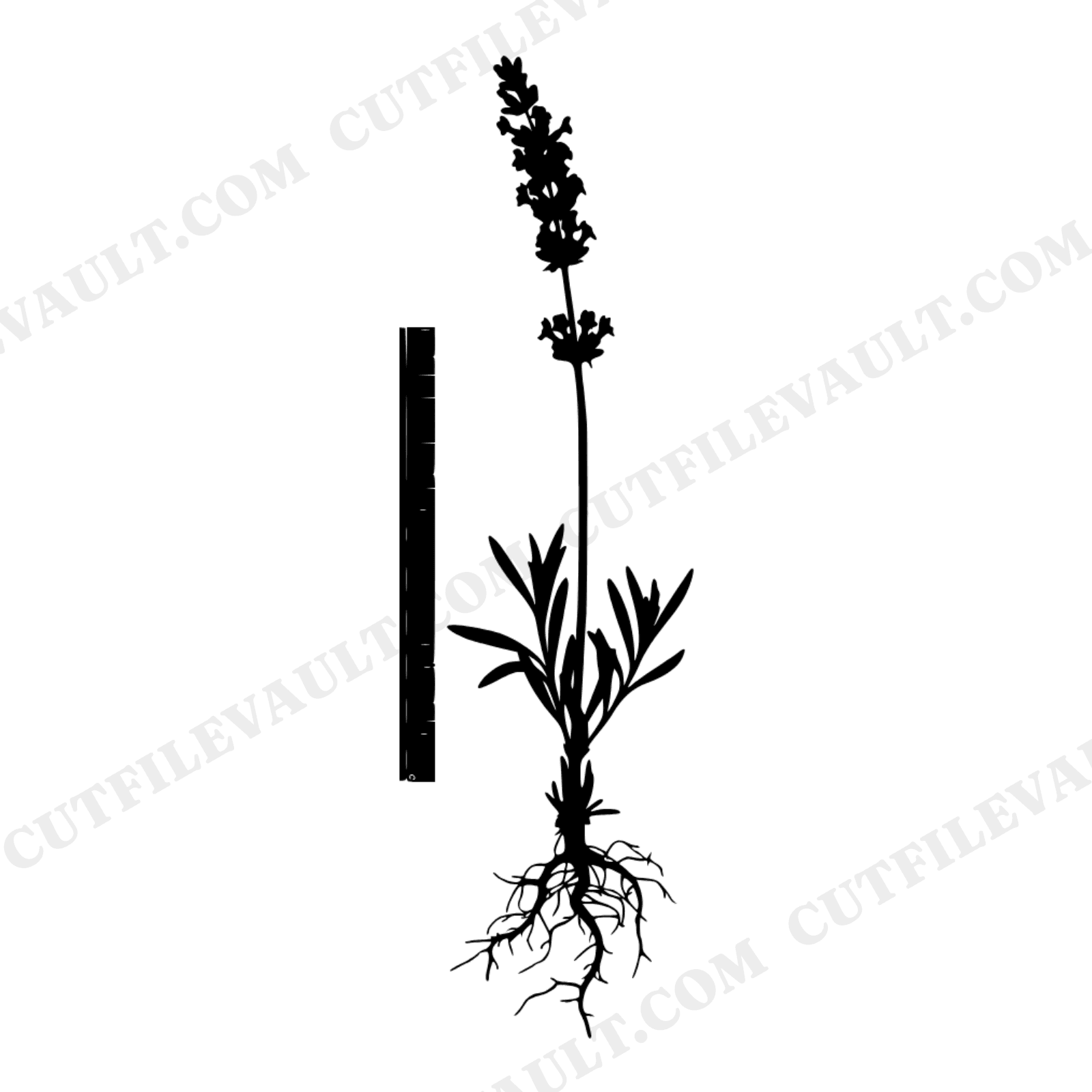 Pressed Lavender Botanical Specimen SVG PNG, Herbarium Style with Roots, Vintage Botanical Cut File, view 1